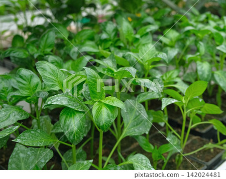 Cultivation of Vegetable seedlings growing in a plant nursery. Green Pepper plant recently germinated, ready for thinning, transplanting. Home garden in pots and tray indoor. Kitchen gardening concept Cultivation of Vegetable seedlings growing in a plant nursery. Green Pepper plant recently germinated, ready for thinning, transplanting. Home garden in pots and tray indoor. Kitchen gardening concept 142024481
