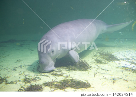 Dugong Dugong 142024514