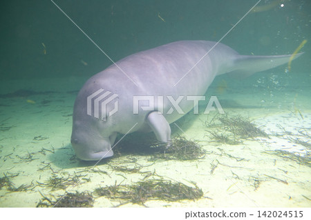 Dugong Dugong 142024515