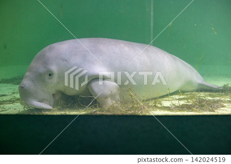 Dugong Dugong 142024519