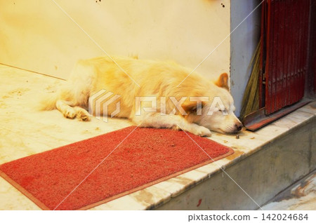 A white dog sleeping in front of a shop in Kathmandu A white dog sleeping in front of a shop in Kathmandu 142024684