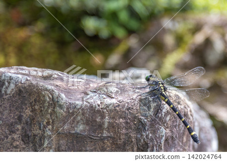 A dragonfly resting on a rock A dragonfly resting on a rock 142024764