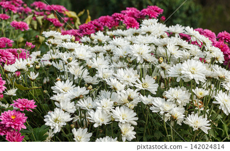 Beautiful chrysanthemum bushes yellow, red, white, pink, red colors Beautiful chrysanthemum bushes yellow, red, white, pink, red colors 142024814