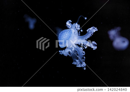 underwater shot of a beautiful Australian Spotted Jellyfish underwater shot of a beautiful Australian Spotted Jellyfish 142024840