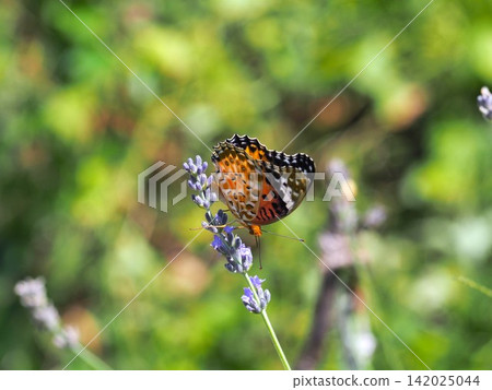 A Common Leopard butterfly sipping nectar from flowers in Omiya Park. A Common Leopard butterfly sipping nectar from flowers in Omiya Park. 142025044