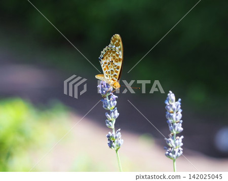 A Common Leopard butterfly sipping nectar from flowers in Omiya Park. A Common Leopard butterfly sipping nectar from flowers in Omiya Park. 142025045