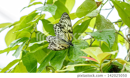 Elegant black and white butterfly pattern on fresh green wet leaf background Elegant black and white butterfly pattern on fresh green wet leaf background 142025050
