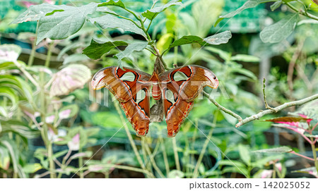 Giant atlas moth attacus atlas hanging on branch in tropical rainforest Giant atlas moth attacus atlas hanging on branch in tropical rainforest 142025052