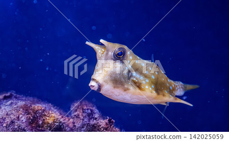 Unusual longhorn cowfish boxfish swimming near reef inside marine aquarium Unusual longhorn cowfish boxfish swimming near reef inside marine aquarium 142025059