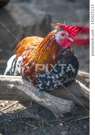 Beautiful colorful cock resting in the yard. Beautiful colorful cock resting in the yard. 142025113
