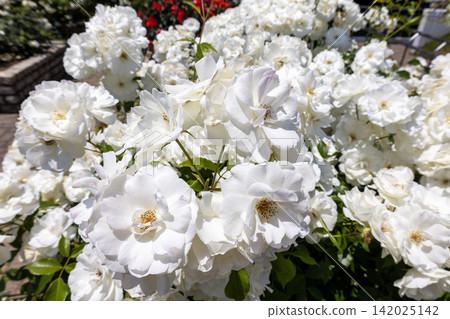 White rose / Iceberg White rose / Iceberg 142025142