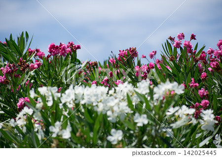 Pink and white oleander Pink and white oleander 142025445