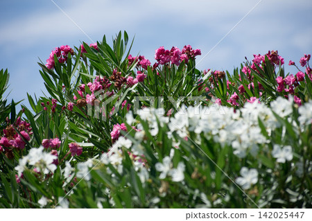 Pink and white oleander Pink and white oleander 142025447