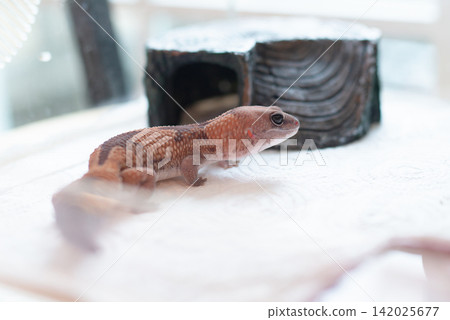 Close up of a Zulu morph African Fat-tailed Gecko (Hemitheconyx caudicinctus) showing distinctive arrow-shaped pattern. 142025677