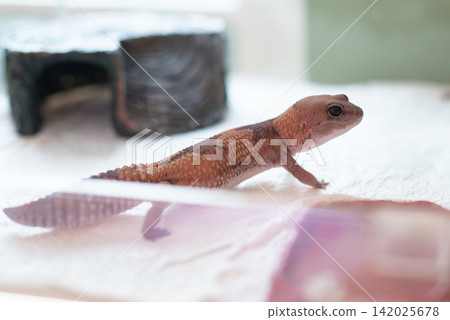 Close up of a Zulu morph African Fat-tailed Gecko (Hemitheconyx caudicinctus) showing distinctive arrow-shaped pattern. 142025678