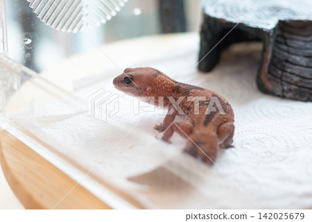Close up of a Zulu morph African Fat-tailed Gecko (Hemitheconyx caudicinctus) showing distinctive arrow-shaped pattern. Close up of a Zulu morph African Fat-tailed Gecko (Hemitheconyx caudicinctus) showing distinctive arrow-shaped pattern. 142025679