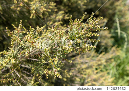 Tea tree Tea tree 142025682
