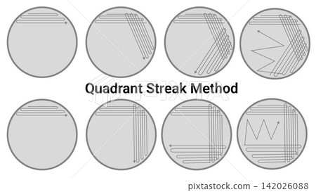 Bacterial Colony Isolation Using the Quadrant Streak Plate Technique	 142026088