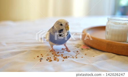 Very Cute Budgie is Happily Enjoying Its Meal Nestled at Home. Budgerigar feed grains from table. Blue White Parakeet Playing toys. Funny domestic animals. Humorous pets. Tamed bird. Funny Pet Parrot. Very Cute Budgie is Happily Enjoying Its Meal Nestled at Home. Budgerigar feed grains from table. Blue White Parakeet Playing toys. Funny domestic animals. Humorous pets. Tamed bird. Funny Pet Parrot. 142026247