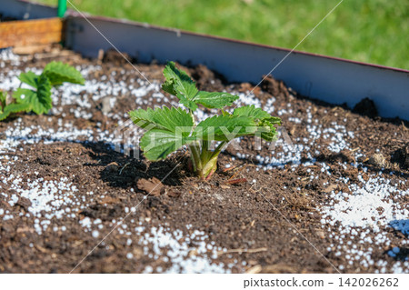 White fertilizer mineral granules scattered around young green strawberry seedlings. Rich topsoil, sunny outdoor. Soil infused fertilizers supports plant development. Garden area, fertilized plants White fertilizer mineral granules scattered around young green strawberry seedlings. Rich topsoil, sunny outdoor. Soil infused fertilizers supports plant development. Garden area, fertilized plants 142026262