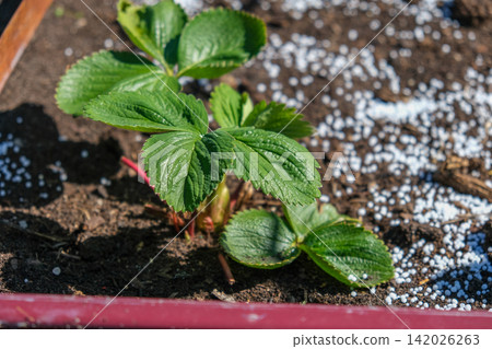 White fertilizer mineral granules scattered around young green strawberry seedlings. Rich topsoil, sunny outdoor. Soil infused fertilizers supports plant development. Garden area, fertilized plants 142026263