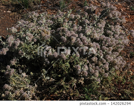 棉灌木叢組成-棉灌木 Ptilotus obovatus 的植被記錄,其蔓延的淡紫色花簇。 棉灌木叢組成-棉灌木 Ptilotus obovatus 的植被記錄,其蔓延的淡紫色花簇。 142026294