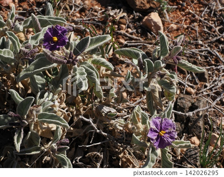 Flannel Bush of Silverton Wilderness—Solanum lasiophyllum with its striking purple flowers and hairy leaves Flannel Bush of Silverton Wilderness—Solanum lasiophyllum with its striking purple flowers and hairy leaves 142026295