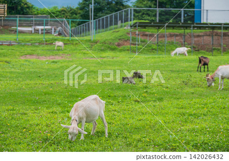 Grazing goats [Nagano Prefecture] 142026432