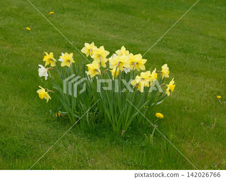 Yellow and white daffodils on lawn in fresh green grass under soft daylight, clustered blooms with visible stems and leaves, scattered dandelions, gentle tranquil backyard garden mood. Copy space Yellow and white daffodils on lawn in fresh green grass under soft daylight, clustered blooms with visible stems and leaves, scattered dandelions, gentle tranquil backyard garden mood. Copy space 142026766