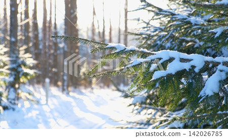 Snowy ice branches with sparkling light effects. Gentle snowfall serene scene. Peaceful winter woodland illuminated by warm sun rays. Sunlit pine forest, falling snowflakes. Bokeh golden lens flare 4K 142026785