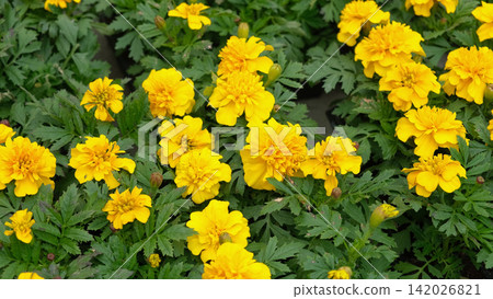 Tagetes. Marigold. Blooming orange-yellow flower heads and green leaves. Closeup of orange marigold flowers in full bloom and foliage. Garden nature background. Ornamental flowering plants. Flowerbed 142026821