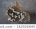 Close-up of a paper wasp nest showing intricate hexagonal cells and a weathered papery structure. 142026840