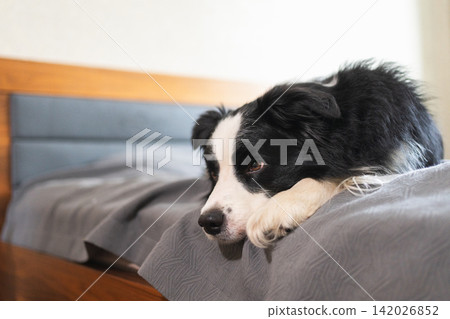 Cute puppy dog border collie lying down playing with funny face on bed at home indoors. Pet dog resting ready to sleep on cozy sofa. Funny emotional dog Love for pets friendship companion pet care Cute puppy dog border collie lying down playing with funny face on bed at home indoors. Pet dog resting ready to sleep on cozy sofa. Funny emotional dog Love for pets friendship companion pet care 142026852