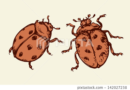Ladybug. Vector drawing Ladybug. Vector drawing 142027238