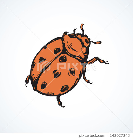 Ladybug. Vector drawing 142027243