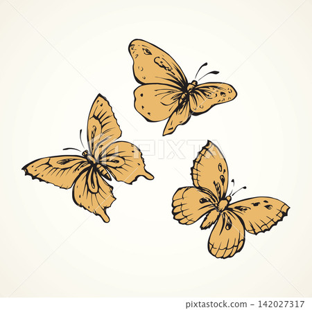 Butterfly. Vector drawing Butterfly. Vector drawing 142027317
