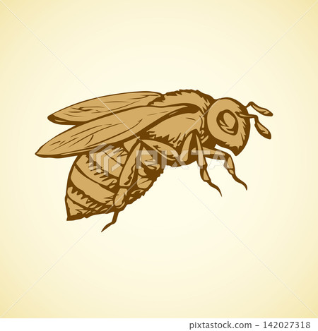 Bee. Vector drawing Bee. Vector drawing 142027318