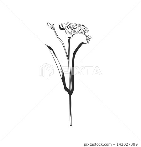 Hand Drawn Floral and Botanical Line Art Vector Set, Elegant Flowers and Leaves, Minimalist Outline Illustrations, Decorative Elements for Wedding, Branding, Invitations and Graphic Design Hand Drawn Floral and Botanical Line Art Vector Set, Elegant Flowers and Leaves, Minimalist Outline Illustrations, Decorative Elements for Wedding, Branding, Invitations and Graphic Design 142027399