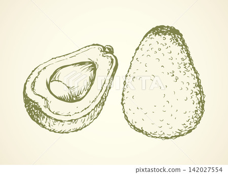 Avocado. Vector drawing Avocado. Vector drawing 142027554