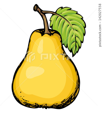 Pear. Vector drawing Pear. Vector drawing 142027558
