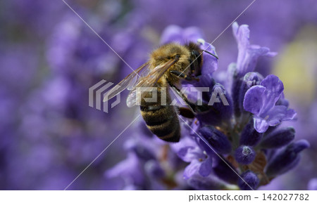 Honey Bee Collecting Nectar on Blooming Lavender Flower Honey Bee Collecting Nectar on Blooming Lavender Flower 142027782