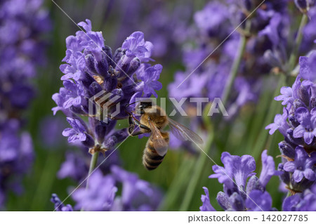 Honey Bee Pollinating Blooming Lavender Flowers in Summer Honey Bee Pollinating Blooming Lavender Flowers in Summer 142027785