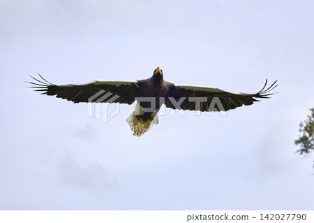 African Fish Eagle Soaring Against Blue Sky African Fish Eagle Soaring Against Blue Sky 142027790
