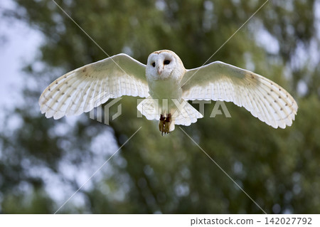 Barn Owl Flying with Wings Fully Outstretched Barn Owl Flying with Wings Fully Outstretched 142027792