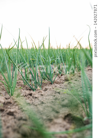 Green onion sprouts emerging from the rich soil on a farm, showing new growth and healthy cultivation Green onion sprouts emerging from the rich soil on a farm, showing new growth and healthy cultivation 142027871