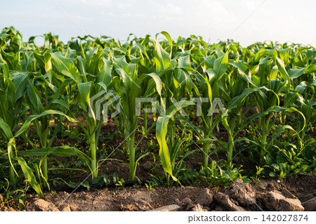 Young corn plants growing in a green field, rows stretching under a clear sky, showing agricultural development Young corn plants growing in a green field, rows stretching under a clear sky, showing agricultural development 142027874
