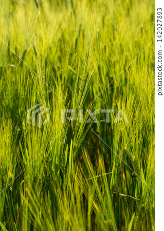 Green barley field growing in summer sunlight, agricultural farming for organic food production Green barley field growing in summer sunlight, agricultural farming for organic food production 142027893