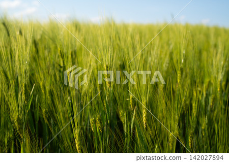 Green barley field with ripening cereal crops under summer sky, showing agricultural growth and healthy harvest Green barley field with ripening cereal crops under summer sky, showing agricultural growth and healthy harvest 142027894