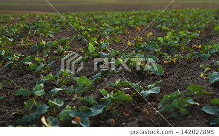 Wide view of rapeseed seedlings growing in rows across agricultural field, sustainable canola farming and crop development concept Wide view of rapeseed seedlings growing in rows across agricultural field, sustainable canola farming and crop development concept 142027898