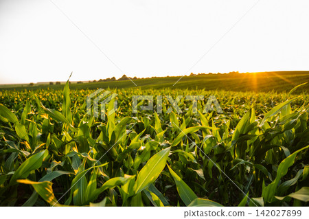 Green cornfield growing under a vibrant golden hour sunset, farming and agriculture concept Green cornfield growing under a vibrant golden hour sunset, farming and agriculture concept 142027899